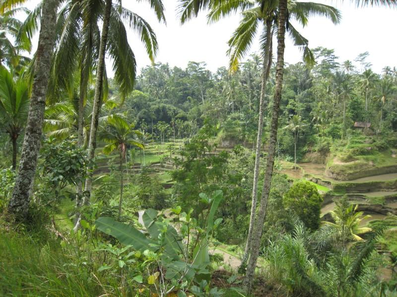 2007 07 17 BALI 0026.jpg